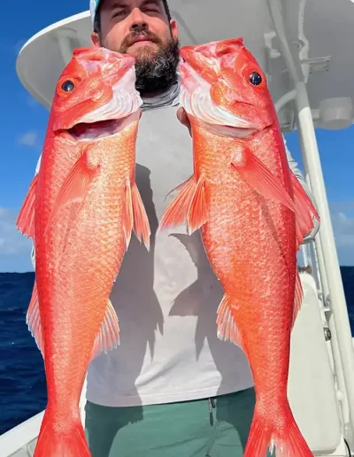 Queen snapper